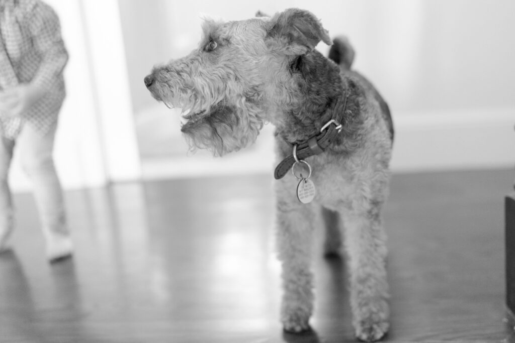 Fluffy pet dog with a neck collar and a name tag.