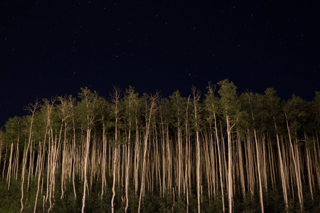 Illuminated trees and starry sky during a night at Deer Valley Resort.