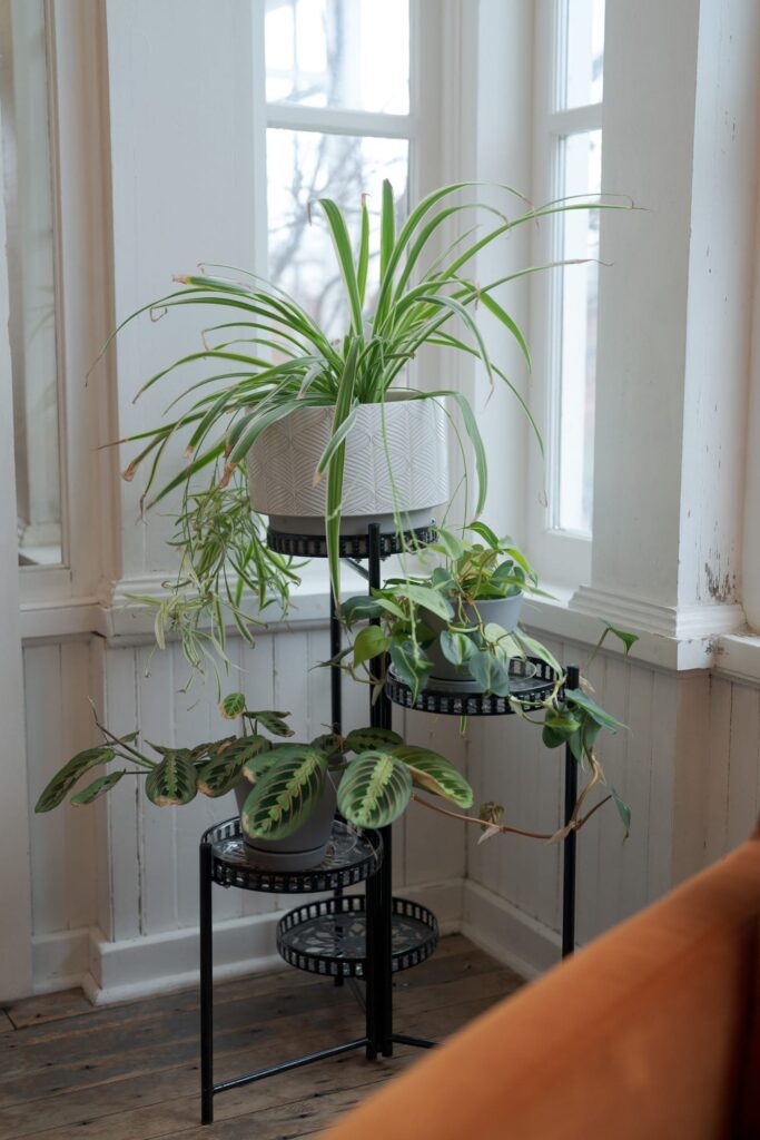 Indoor plants in a room with soft light