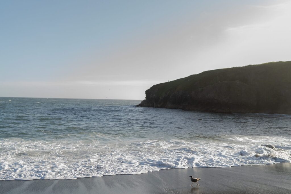 Bodega Bay Beach