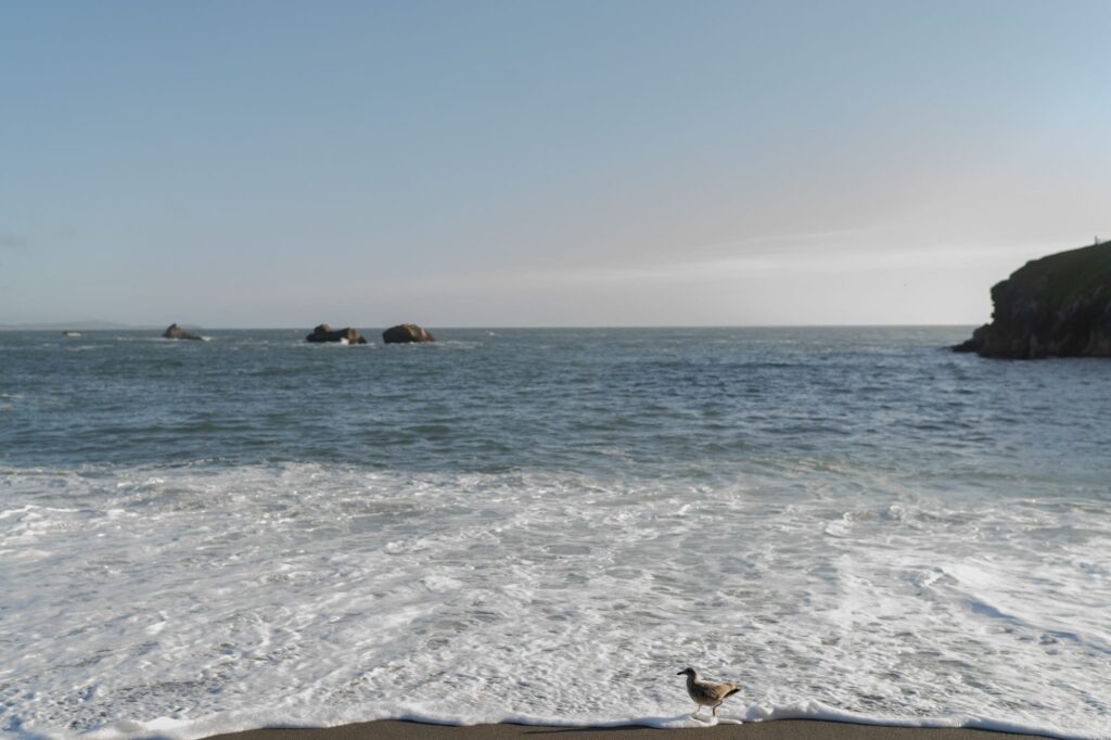 Looking at the North Pacific Ocean from Bodega Bay