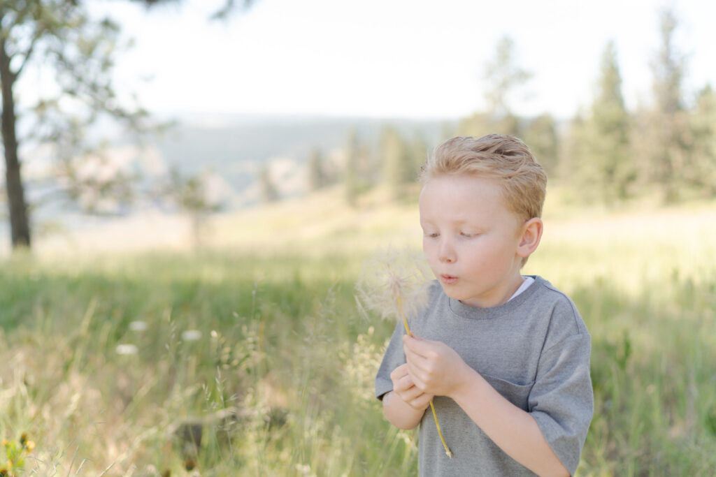 Little boy blows into a pappus.