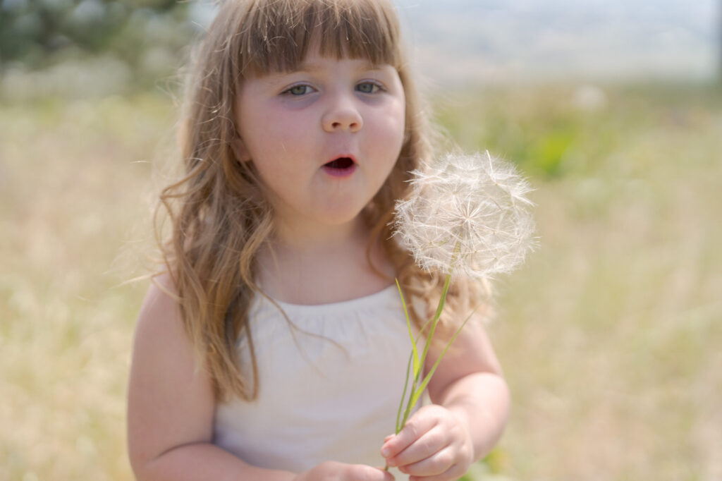 Adorable little girl blows a dandelion pappus.