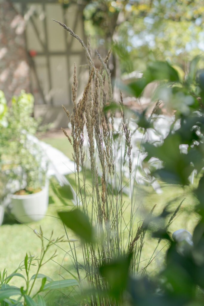 Plants on a grassy lawn with white chairs arranged in rows.