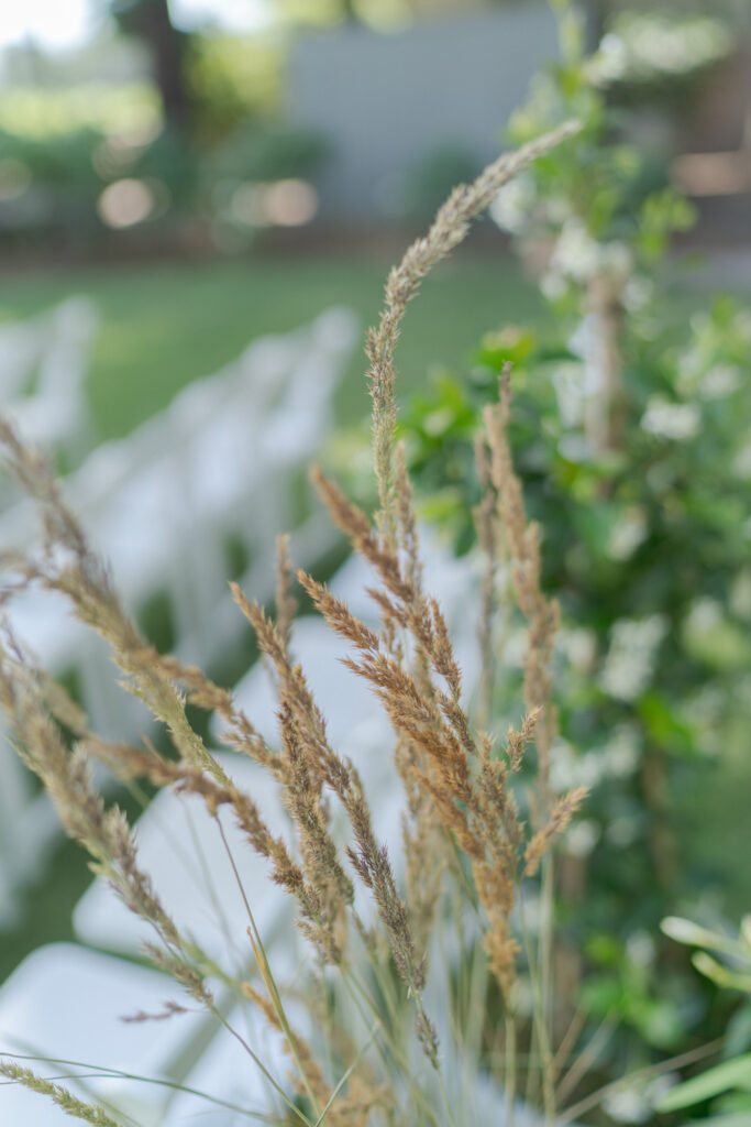 Aesthetic picture of a plant in front of wedding venue chairs.