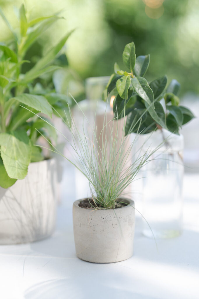 Cute small plant on a tiny vase.