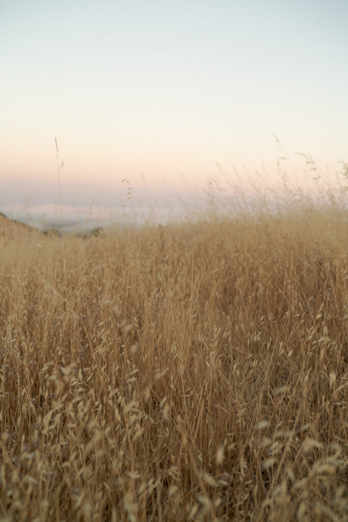 Tall, dried vegetation at a pasture.