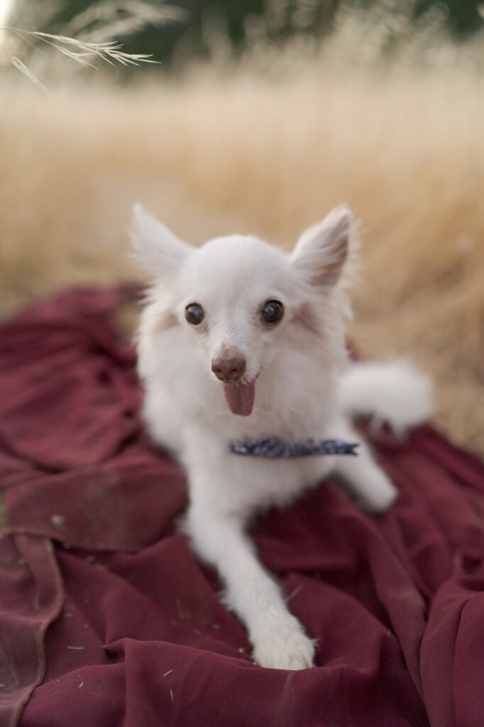 White dog rests on a maroon piece of clothing in between tall, dry grassland.