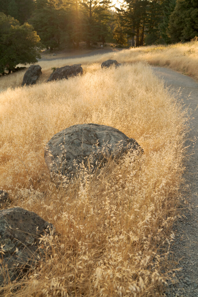 Natural boulders spread in a dry grassland with warm sunset hues penetrating through tall trees.